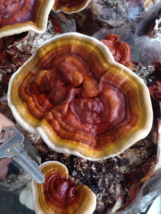 ganoderma lingzhi rehshi mushroom liquid culture
