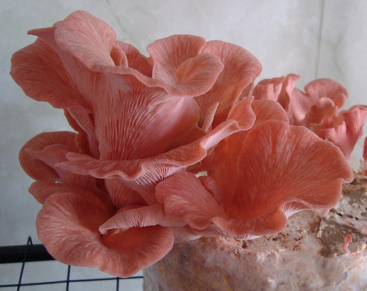 pleurotus djamor pink oyster mushroom liquid genetic culture