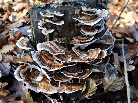 trametes versicolor turkey tail mushroom genetic liquid culture